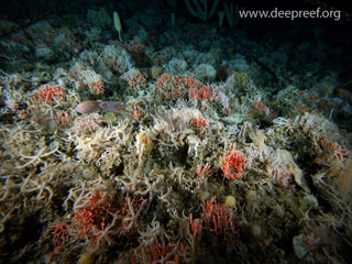 GeoHab 2010 Conference in Wellington, New Zealand