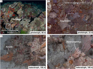 Predictive modelling of submerged coral reefs