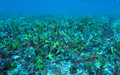 Halimeda bioherms on the Great Barrier Reef