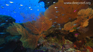 The Last Sea Treasure